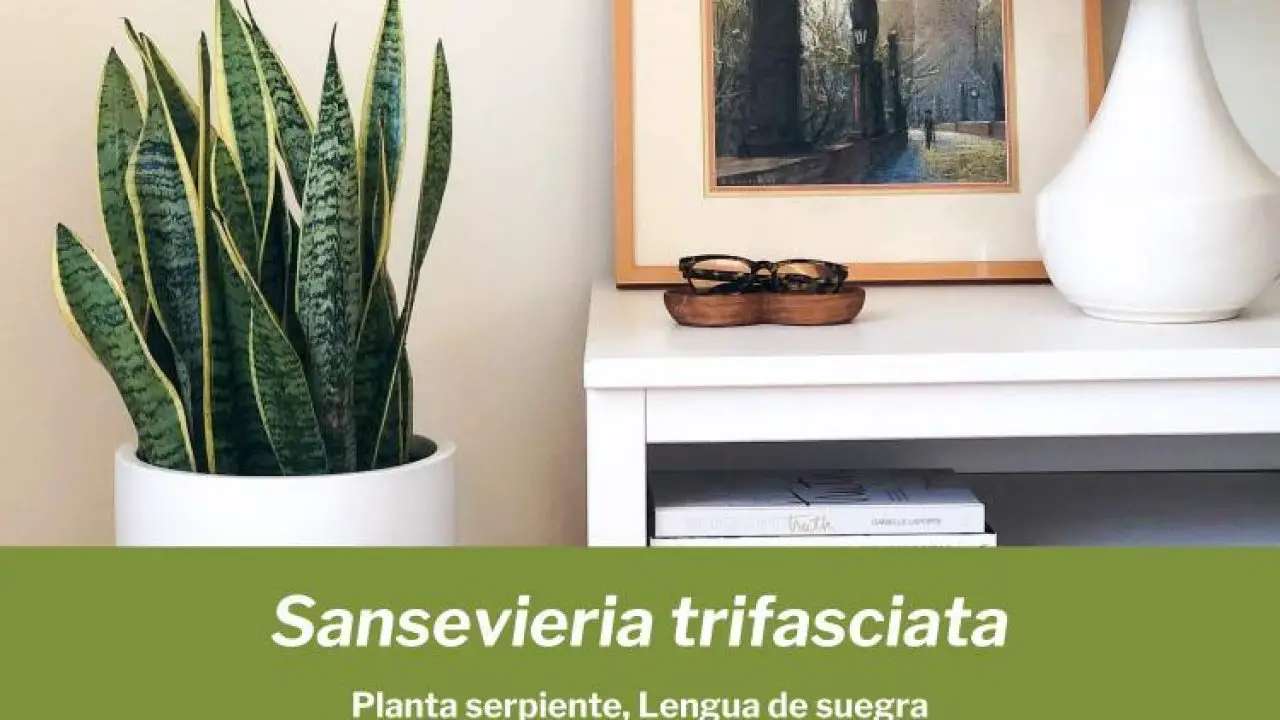 Decoración del hogar Fycooler Plantas Artificiales de Sansevieria-Suegra  Lengua Planta Falso Sansevieria-Planta de Serpiente Falsa Vegetación  Interior Decoración de la Oficina en Casa Sansevieria Laurentii en  Macetas-42cm vemax.es