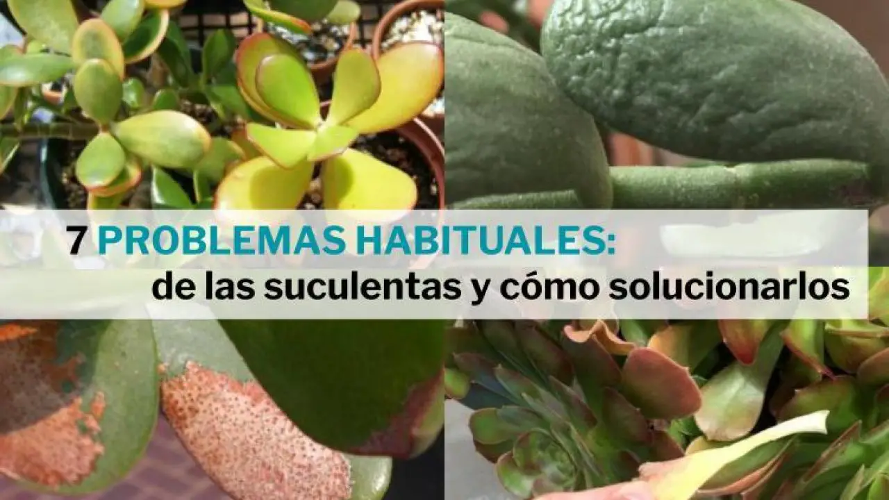 7 problemas habituales de las plantas suculentas y como solucionarlos -  Jardín de Suculentas