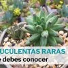 8 plantas suculentas raras interesantes