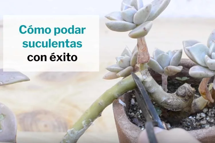 como podar suculentas