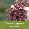 othonna capensis collar de rubíes