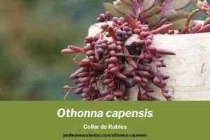othonna capensis collar de rubíes