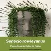 senecio rowleyanus planta rosario cuidados