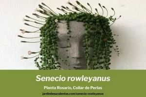 senecio rowleyanus planta rosario cuidados