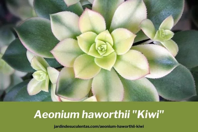 Aeonium haworthii «Kiwi»