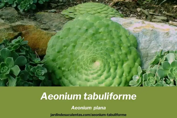 Aeonium tabuliforme cuidados cultivo propagación