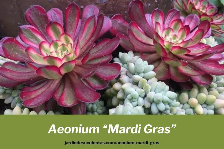 aeonium mardi gras cuidados cultivo propagación