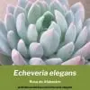 Echeveria elegans cuidados