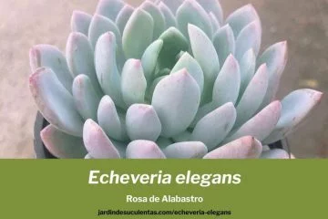 Echeveria elegans cuidados