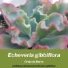 Echeveria gibbiflora cuidados