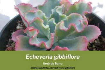 Echeveria gibbiflora cuidados