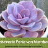 Echeveria Perle von Nurnberg cuidados