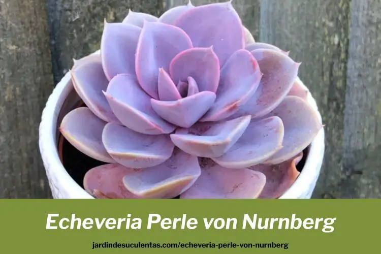 Echeveria Perle von Nürnberg cuidados y consejos de cultivo