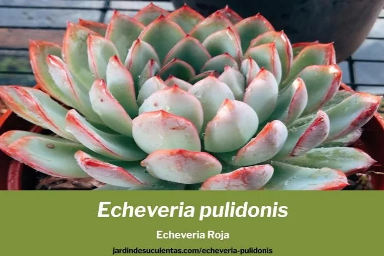 Echeveria pulidonis cuidados