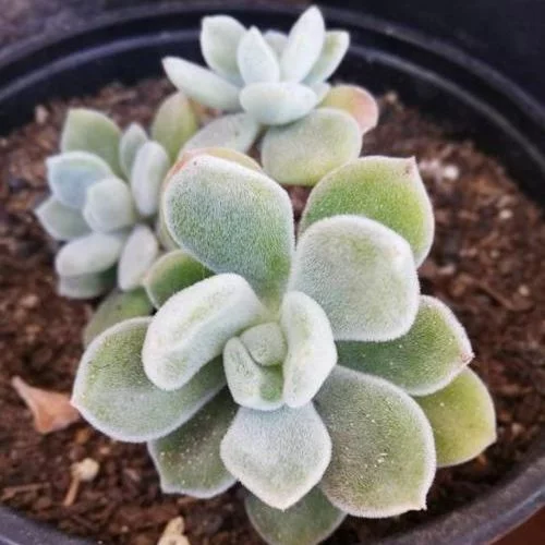 echeveria pulvinata escarchada