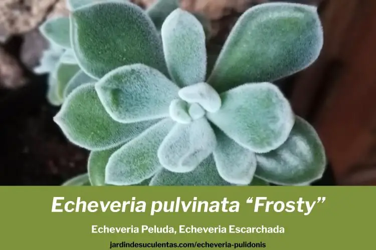 Una Planta: Descubre la Belleza de la Echeveria pulvinata «Frosty»