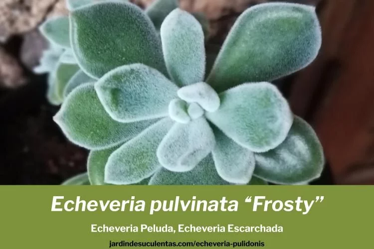 echeveria pulvinata frosty o terciopelo escarchada