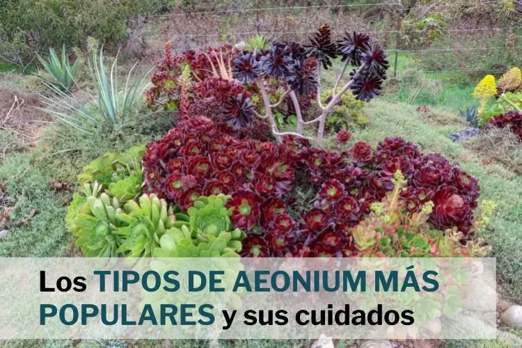 tipos de suculentas cuidados y consejos de cultivo y propagación