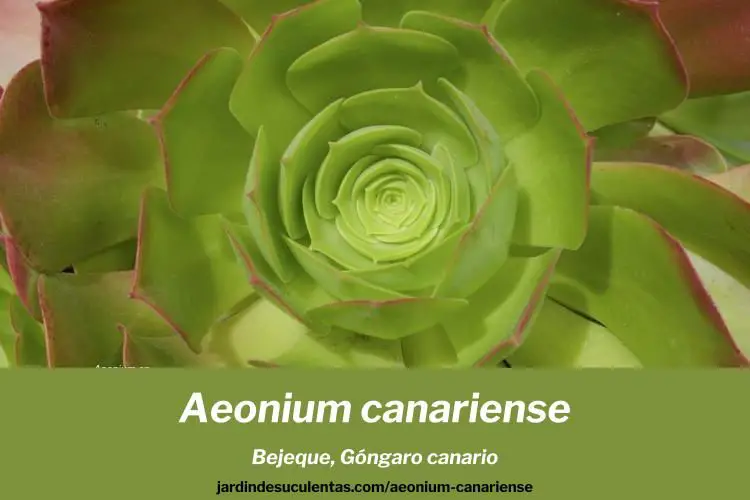 aeonium canariense bejeque cuidados