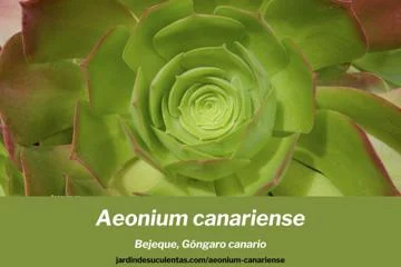 guia de cultivo del aeonium canariense o bejeque