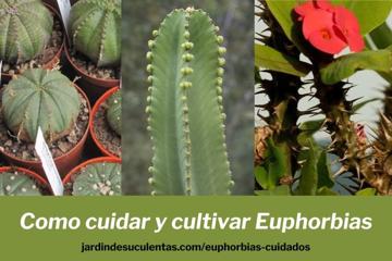 cactus euphorbias cuidados