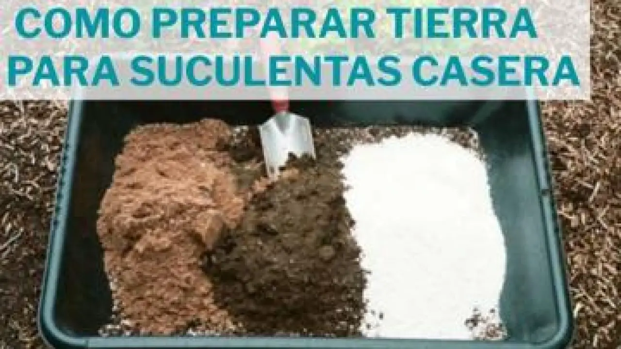 camisa recurso renovable cuenco Como preparar tierra para suculentas casera - Jardín de Suculentas