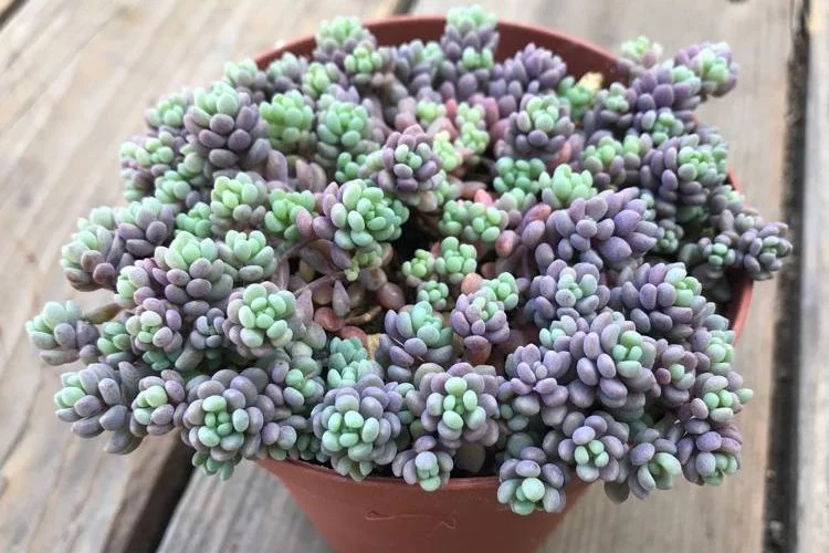 Sedum dasyphyllum minor