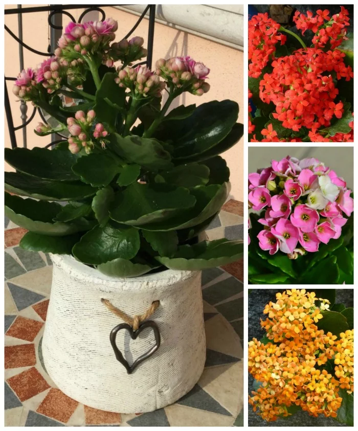 Montaje plantas suculentas Kalanchoe blossfeldiana con flores de varios colores