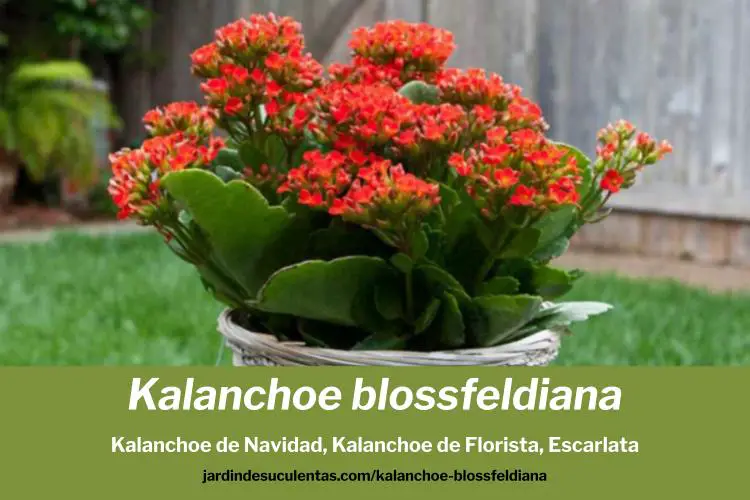 Kalanchoe blossfeldiana cuidados y características