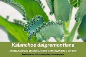 kalanchoe daigremontiana cuidados