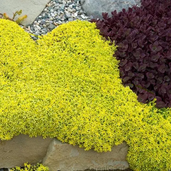 sedum acre aureum musgo dorado
