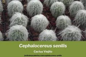 Cephalocereus senilis cactus viejito guía de cultivo