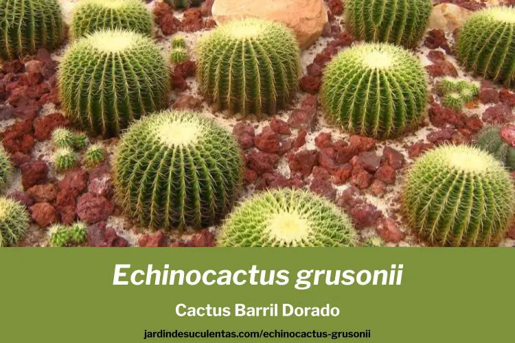 Echinocactus grusonii cactus barril dorado cuidados