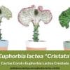 Euphorbia lactea crestada cuidados