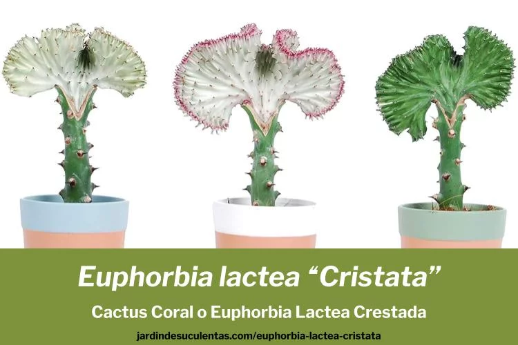 Euphorbia lactea “Cristata” Cactus Coral cuidados
