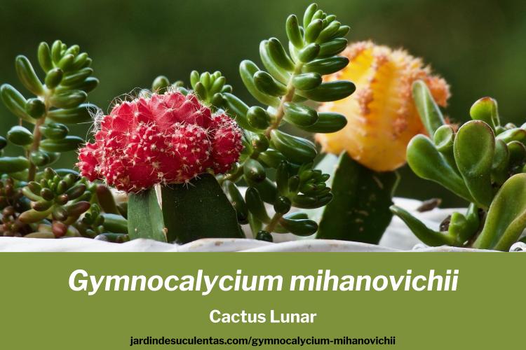 Gymnocalycium mihanovichii Cactus Lunar cuidados y guía de cultivo