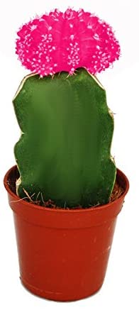 Comprar Gymnocalycium mihanovichii Cactus Lunar online