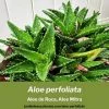 aloe perfoliata guía de cultivo