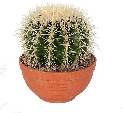 Comprar Echinocactus grusonii (Cactus Barril Dorado) online