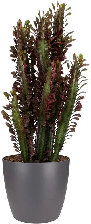Comprar Euphorbia Trigona online