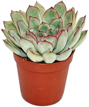 comprar echeveria pulidonis online
