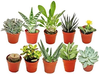 conjunto 10 cactus variados amazon