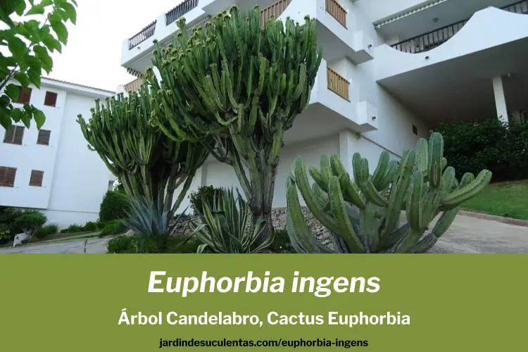 euphorbia ingens arbol candelabro cuidados y características
