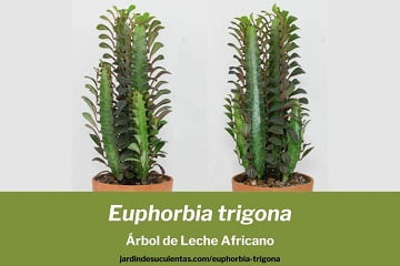 euphorbia trigona arbol de leche africano cuidados