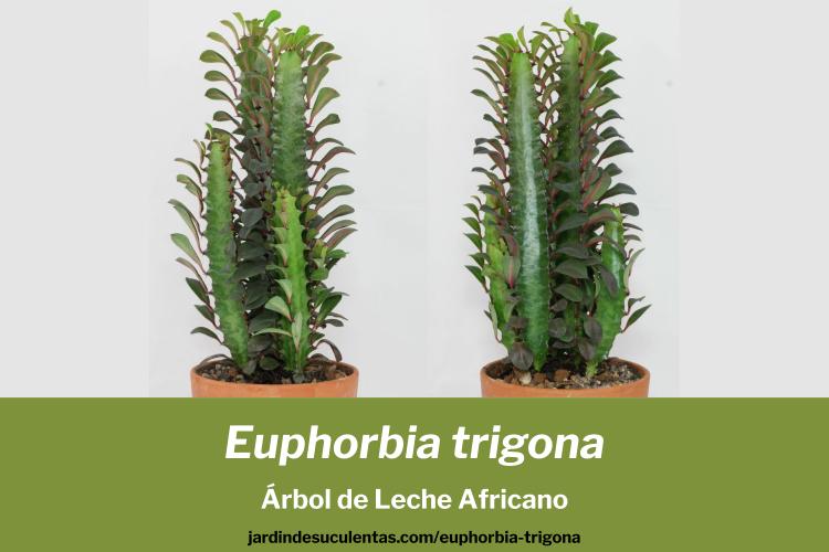 cactus euphorbia trigona arbol de leche africano guía de cuidados