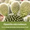 opuntia microdasys cactus alas de angel cuidados 360x240