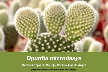opuntia microdasys cactus alas de angel cuidados 360x240