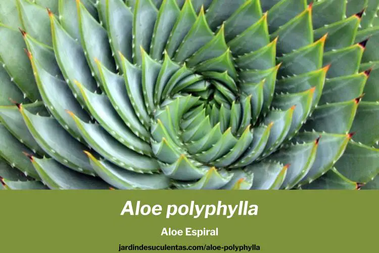 Aloe polyphylla cuidados del Aloe Espiral
