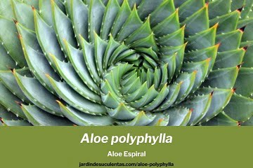 Aloe polyphylla cuidados y guia de cultivo del Aloe Espiral