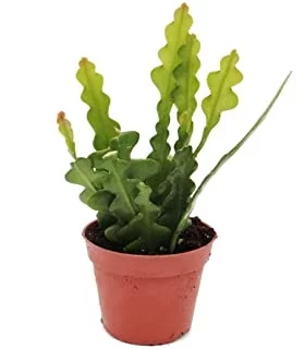 Comprar Epiphyllum anguliger Cactus Espina de Pescado online
